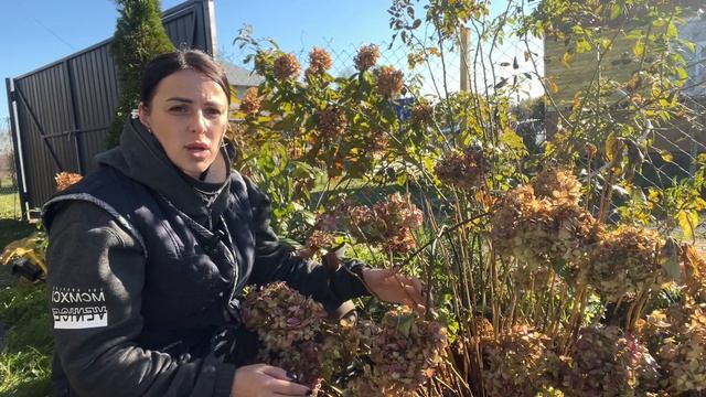 Подготовка крупнолистной гортензии к зимовке! 20.10.2024г.