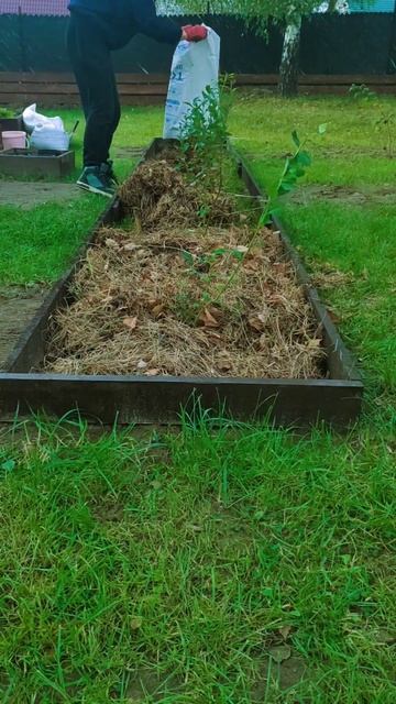 Чем мульчировать голубику? #частныйдом #дача #сад #голу смотреть онлайн