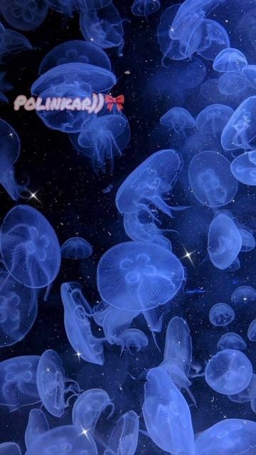 [прикольные обои с медузами 🪼🪸] #актив #cat #рек #арт #эс смотреть онлайн
