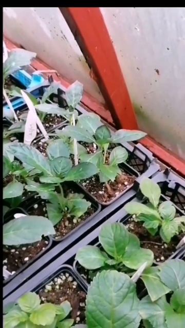 Как зимуют черенки гортензии. смотреть онлайн