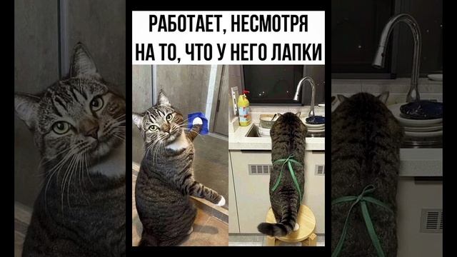 Открывай сова кот пришёл смотри смешные картинки мемы смотреть онлайн