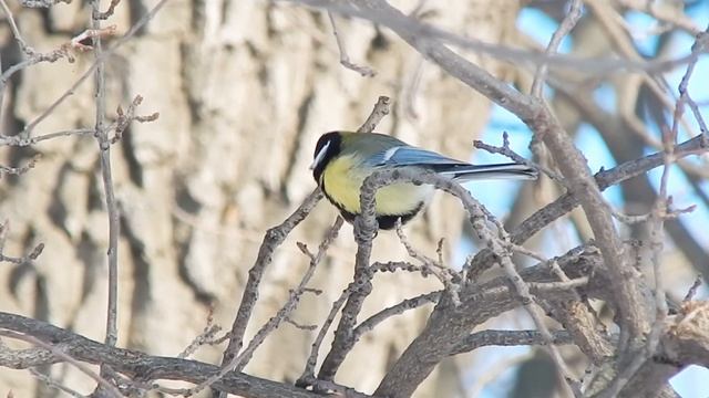 Пение большой синицы. Голос птицы синички. Песня. Звуки птиц в природе. Послушайте как поет синица.