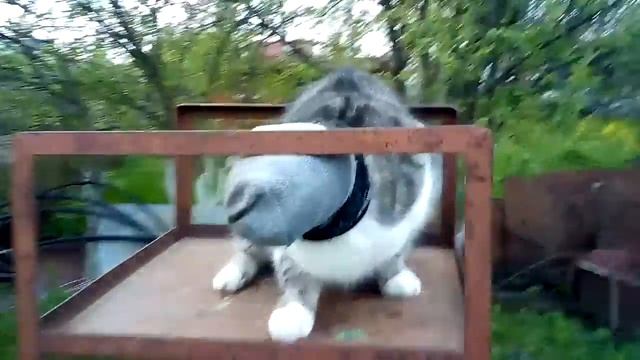 Кот в ... носке😄 смотреть онлайн