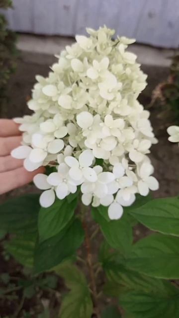 Геркулес🤍 #метельчатыегортензии #геркулес #многолет? смотреть онлайн