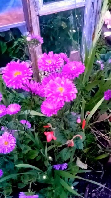 Красавицы астры смотреть онлайн