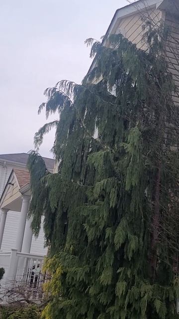 красивое дерево смотреть онлайн