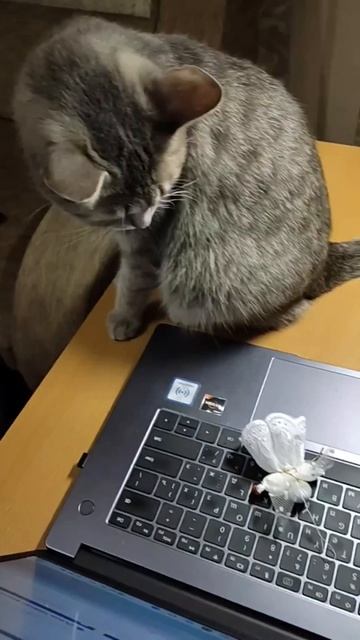 Хотела лайки посидеть, поставить. А тут откуда ни возьмись, Ангел прилетел! Что делать, принимать на смотреть онлайн