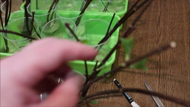 УКОРЕНЕНИЕ ГОРТЕНЗИИ ЗЕЛЁНОЙ ПОЧКОЙ. КАКИЕ НЮАНСЫ ПОС