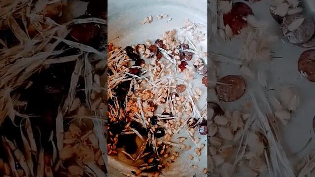 Семена Глицинии, катальпы и платана. #семена #глициния смотреть онлайн