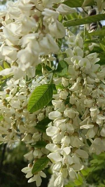 Красивая весна , акация в цвету 🕊️ смотреть онлайн