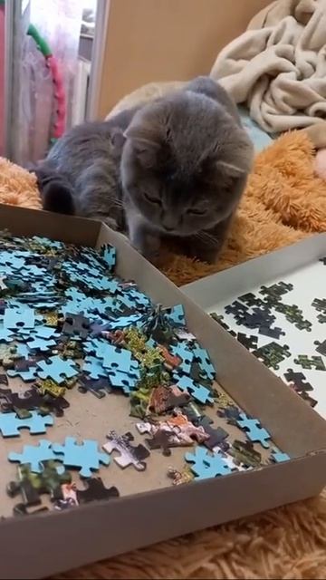 У меня есть Кот #shorts смотреть онлайн