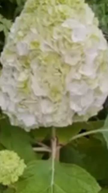 TARA Гортензия Дуболистная #hydrangea #quercifolia#дуболистная#horte смотреть онлайн