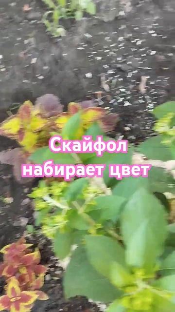 гортензия Скайфол набирает цвет а коулисы уже радуют # смотреть онлайн