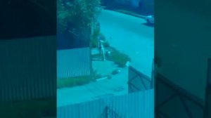 Девка отжигает без штанов Центр города!!!!!!!!!