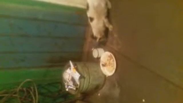 храбрая мышка из црпо смотреть онлайн