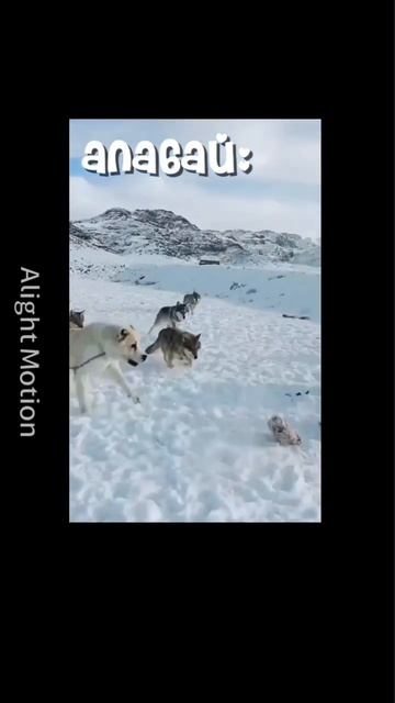 #лабрадор #пушистый #собака #алабай #левратка смотреть онлайн