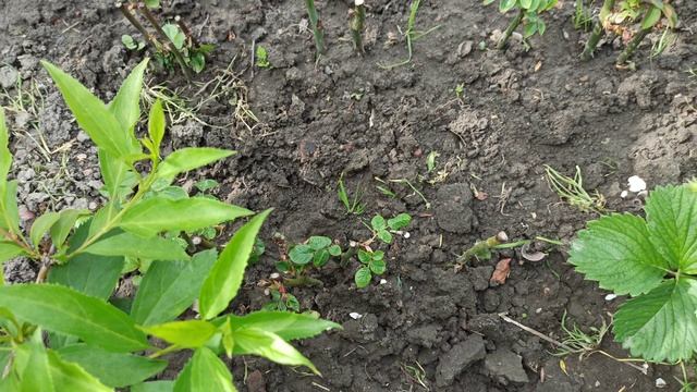 Простой способ черенкования роз и его результаты. смотреть онлайн