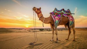 О редких животных мира: Кладовые Верблюда