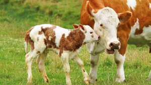 Коровы и телята для детей и взрослых! Как говорит корова? Что ест корова?