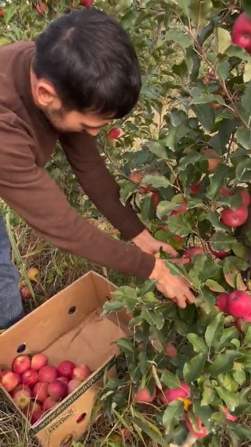 +998770086100 Саженцы есть доставка тоже есть #золотыеслова смотреть онлайн