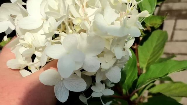 МЕТЕЛЬЧАТЫЕ ГОРТЕНЗИИ В КОНЦЕ АВГУСТА 🤩🤩🤩🔥🔥🔥🌿