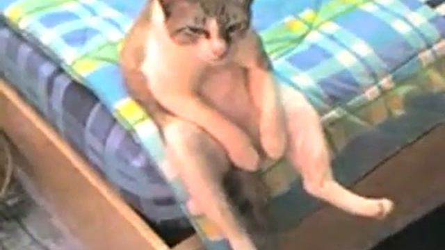 грустный кот сидит на краю кровати прикол смотреть онлайн