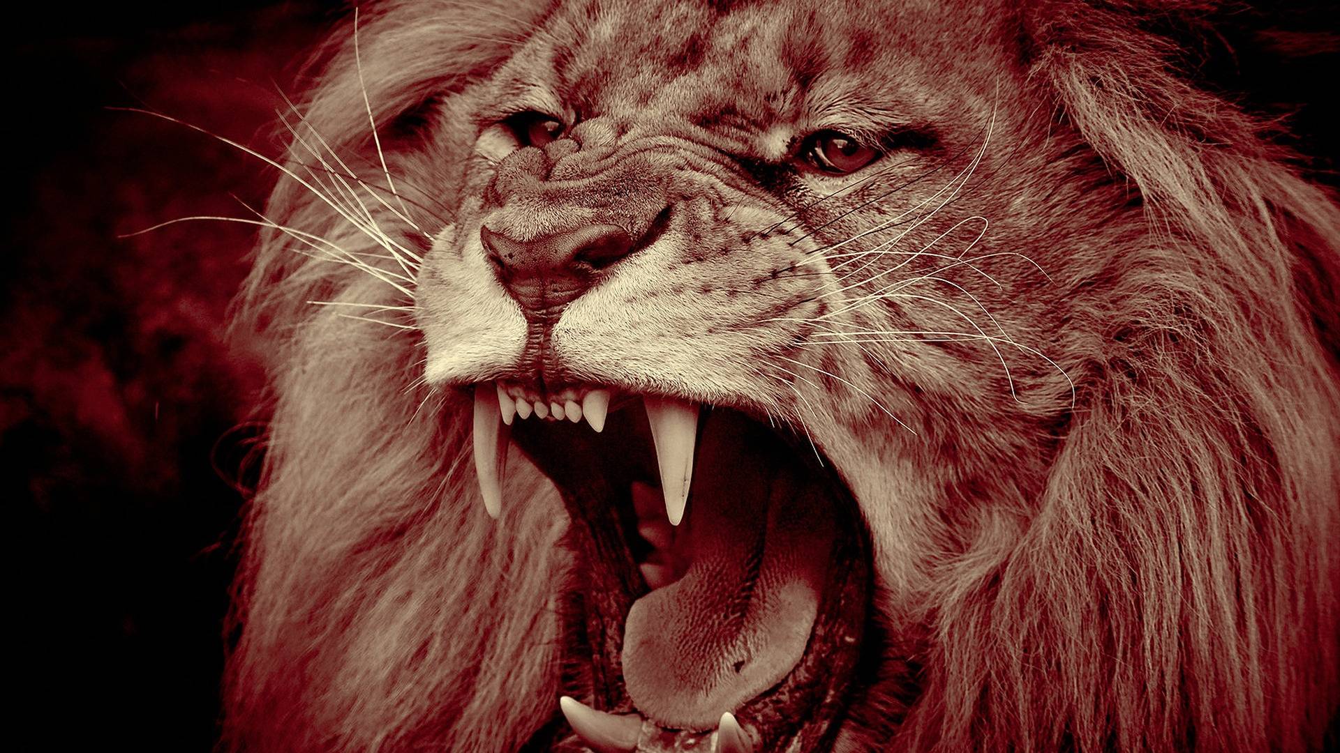 Самые Зубастые Животные Планеты смотреть онлайн