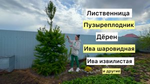 Как формировать декоративные кустарники! Обрезка лиственницы обыкновенный!