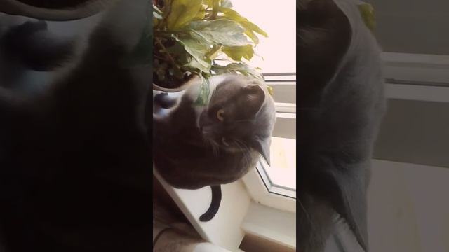 Кот ест листву смотреть онлайн