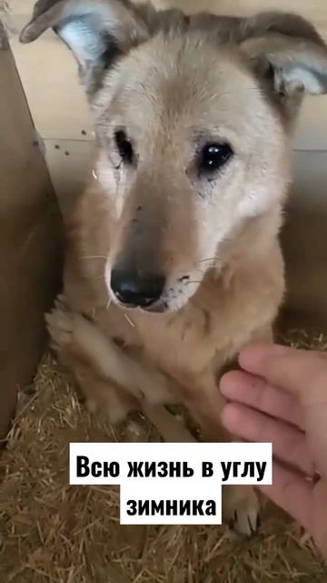 Полуслепой старик Златан, он боится даже есть.... #shortvideo смотреть онлайн