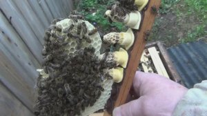 Контроль запечатки маточников (сюжет 15)