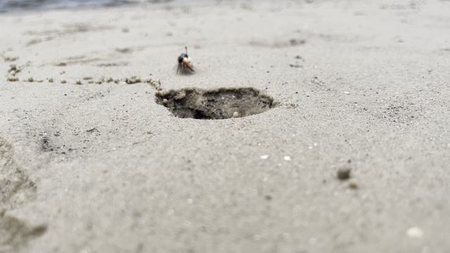 Краб-отшельник