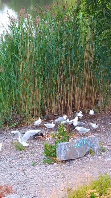 Гуси, чайки и вороны едят, 1.07.2023 смотреть онлайн