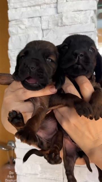 Вот такие есть #puppy #щенок #собака#щенки#купитьщенка#пр? смотреть онлайн