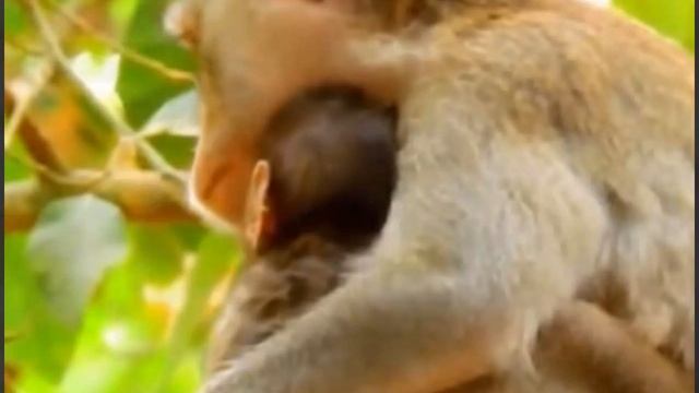 Когда Baby Monkey заболел, то он ... 1000004575.mp4 смотреть онлайн