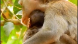Когда Baby Monkey заболел, то он ...  1000004575.mp4