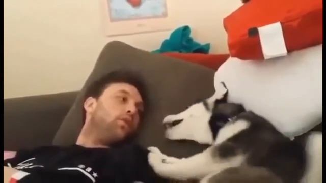 говорящий том говорящий щенок приколы смотреть онлайн