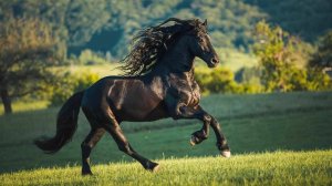 История Появления Лошади: Интересные факты про лошадей