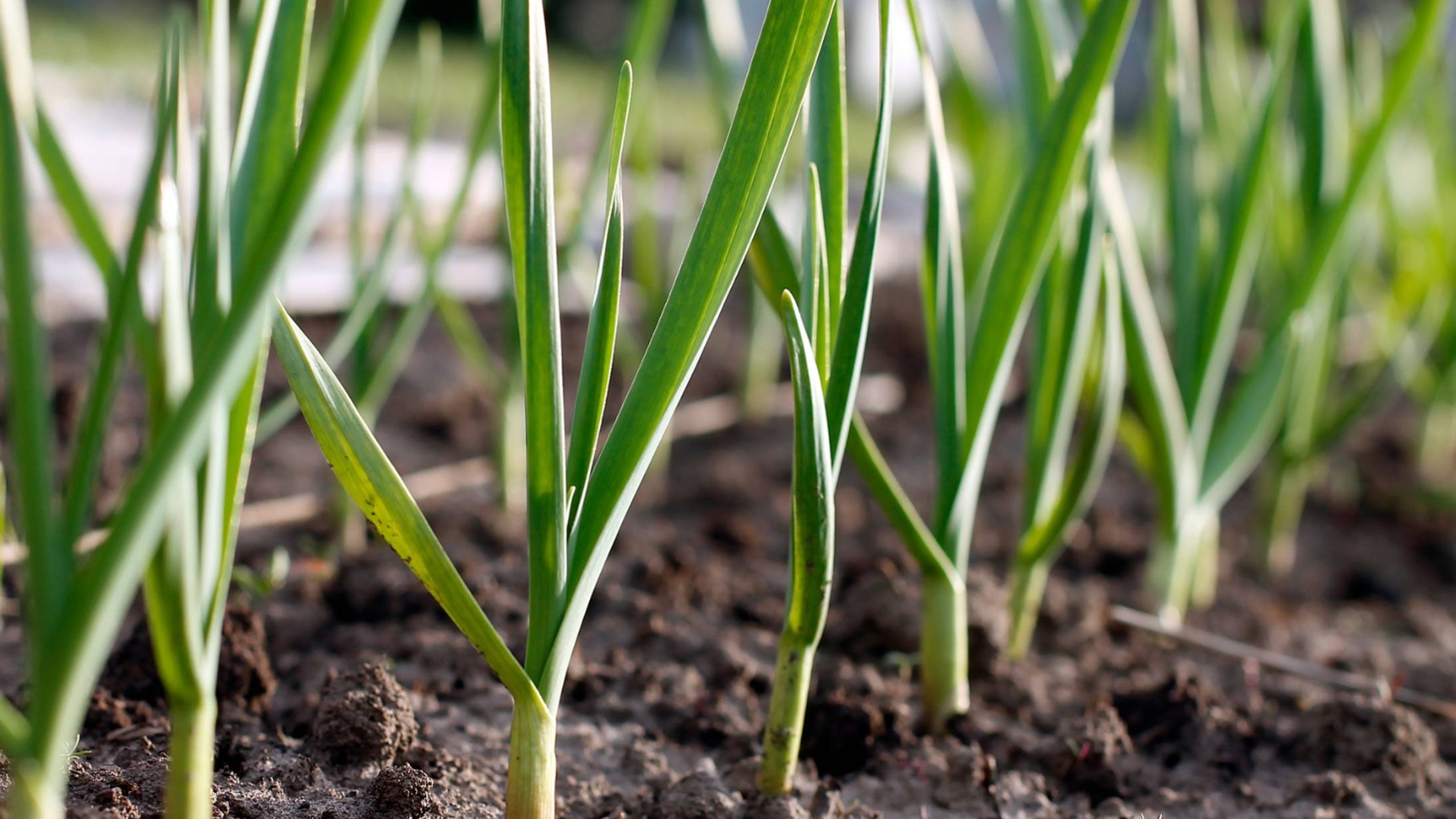 "Не пропустите момент! Как и чем подкормить чеснок весной для максимального урожая. смотреть онлайн