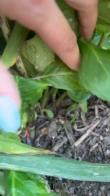 Определяем ремонтантная крупнолистная гортензия или