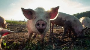 Рекордсмены Обжорства и Голодания в Мире Животных