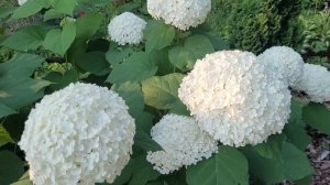 гортензия древовидная White Ball