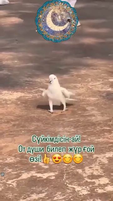 Жас Даурен 😍 ландыши 🌹#цветы #music#shortvideo #cute #new #zoomusic #ж? смотреть онлайн