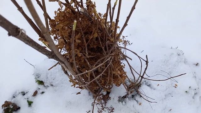 Гортензии Зима, ноябрь 2024