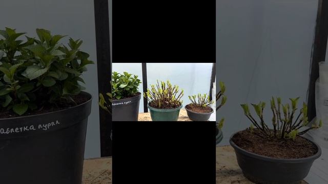 Шикарный куст крупнолистной гортензии( таблетенсия)