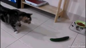 КОТЫ И ОГУРЦЫ ! Подборка смешных видео с котами и огурцами ! ПОДБОРКА 2017 ГОДА !!!