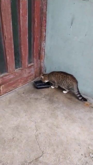 Уличный котик кушает #кот #коты #котики смотреть онлайн