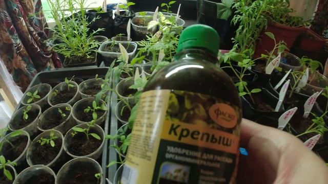 Не все так гладко в царстве растений . Рассада томатов смотреть онлайн