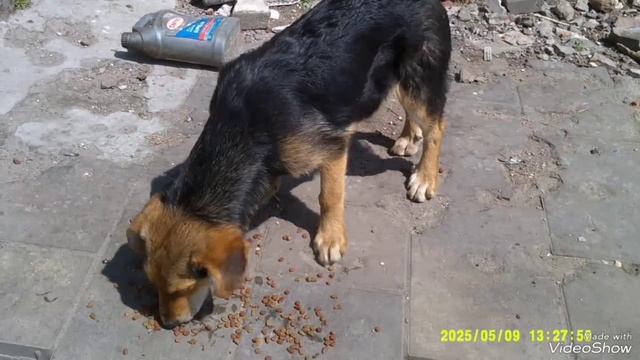 Мариуполь ⛵ праздничный, несломленный! ПОМНИМ 😔 тех, кто не дожил до освобождения нашего города. смотреть онлайн