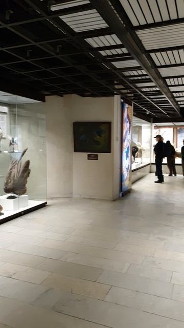 музей Дарвинский в Москве 20250211 смотреть онлайн